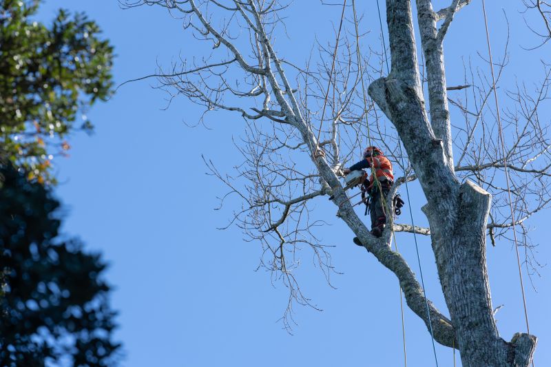 Arborist Pruning