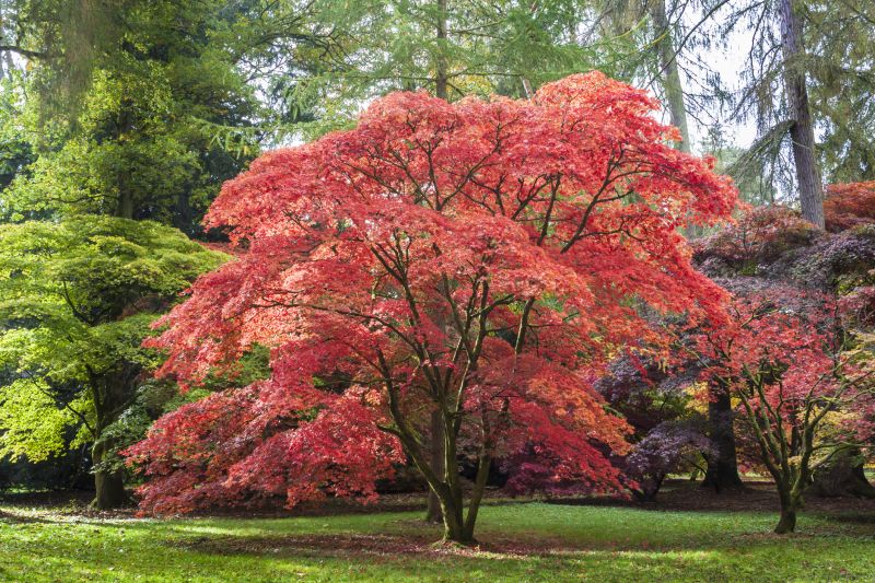 Japanese Maple Planting