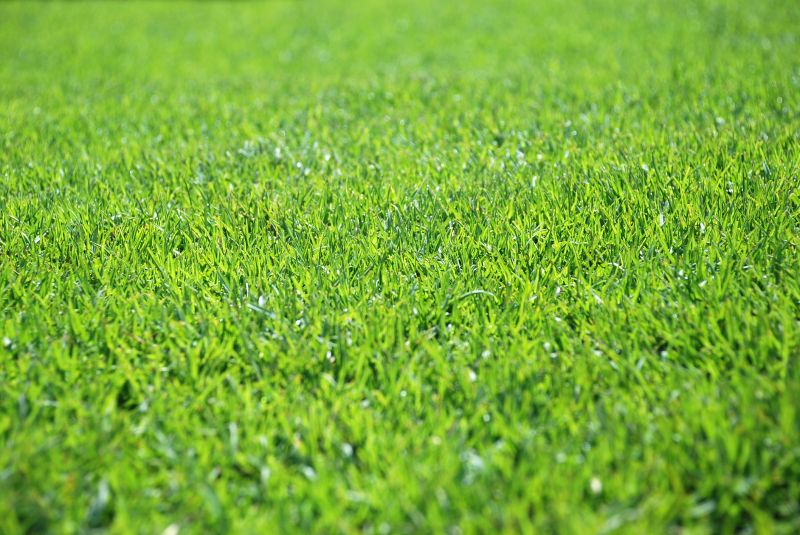 Lawn Erosion Control