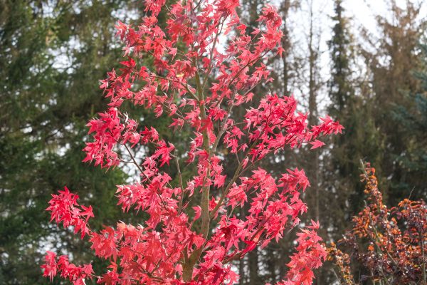Japanese Maple Planting in Franklin