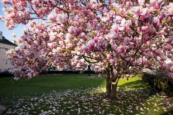 Magnolia Tree Planting in Franklin