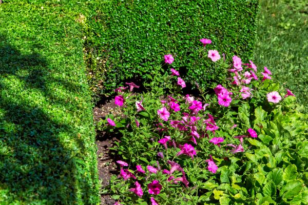 Softscaping Service in Franklin