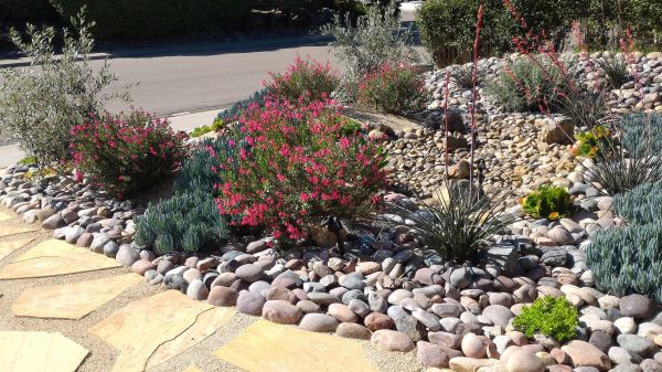 Xeriscape Landscaping in Franklin