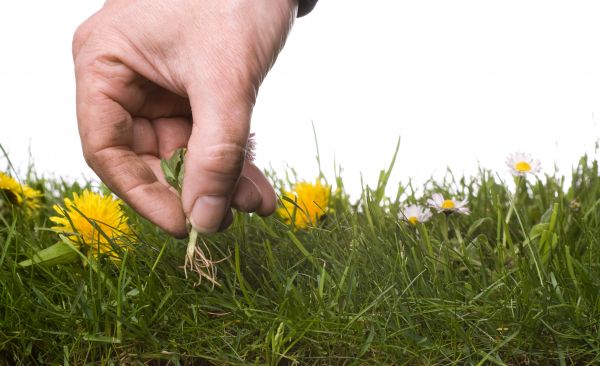 Lawn Weeding in Franklin