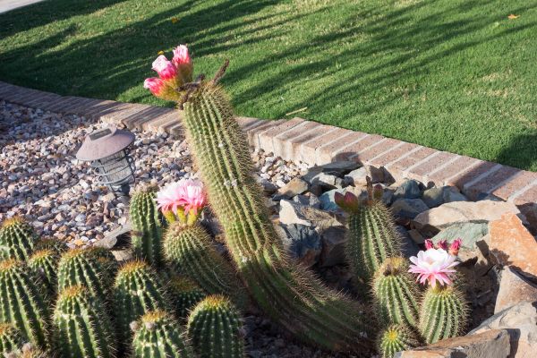 Desert Landscaping in Franklin