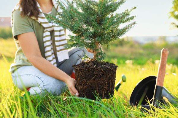 Spruce Tree Planting in Franklin