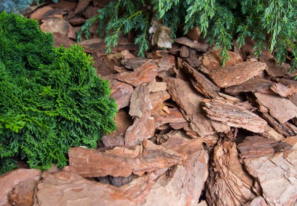 Pine Bark Installation in Franklin