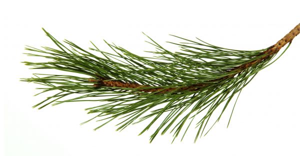 Pine Needles Installation in Franklin