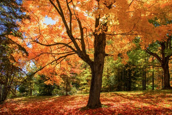 Maple Tree Planting in Franklin