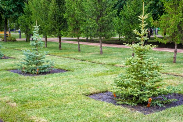 Privacy Trees Planting in Franklin