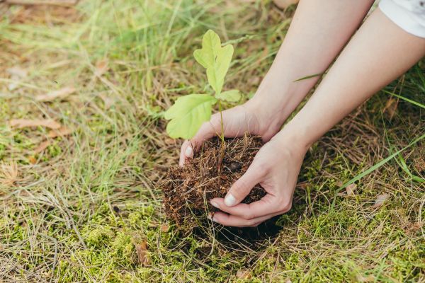 Oak Tree Planting in Franklin