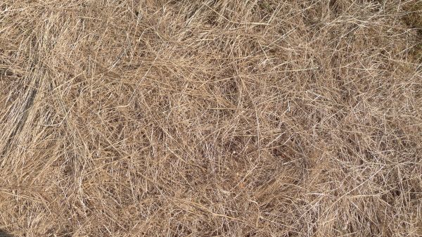 Pine Straw Replacement in Franklin