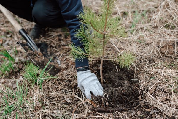 Pine Tree Planting in Franklin