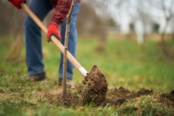 Trees Planting in Franklin