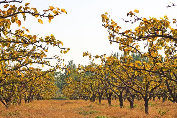 Pear Tree Planting in Franklin