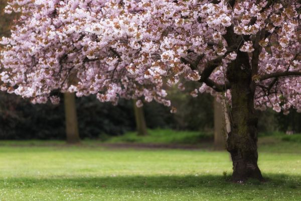 Cherry Tree Planting in Franklin