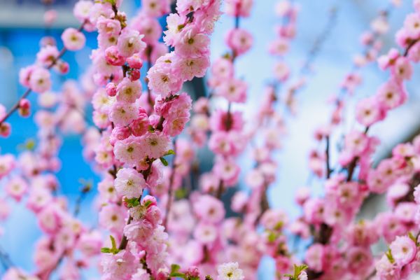 Japanese Cherry Tree Planting in Franklin