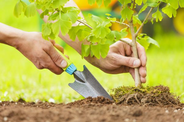 Fruit Tree Planting in Franklin