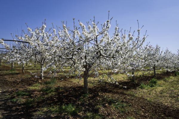 Orchard Planting in Franklin