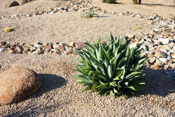 Xeriscaping Service in Franklin