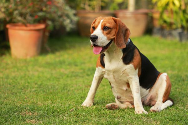 Dog Friendly Landscaping in Franklin