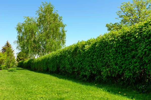 Hedge Replacement in Franklin