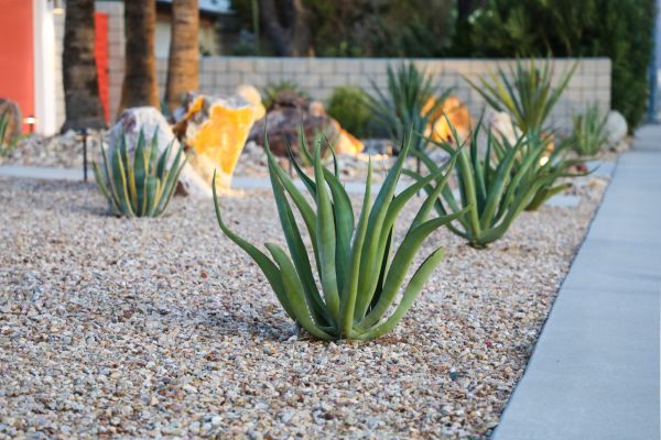 Drought Resistant Landscaping in Franklin