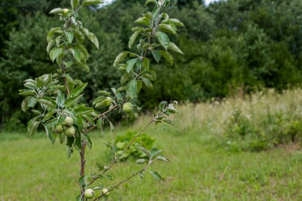 Apple Tree Planting in Franklin