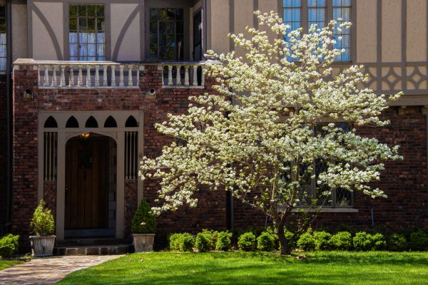 Dogwood Tree Planting in Franklin